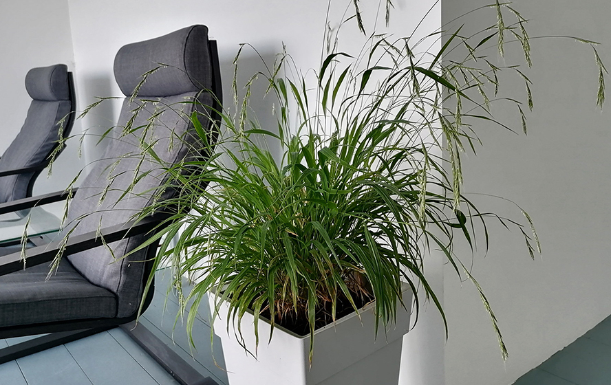 False Brome, Brachypodium sylvaticum